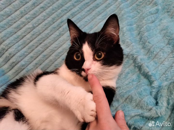 Очень ласковый черно белый мальчик из приюта