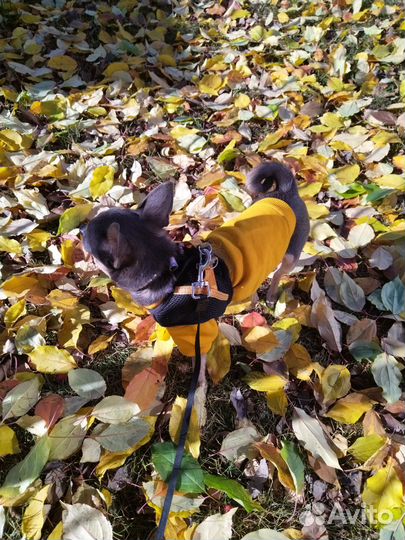 Чихуахуа мини