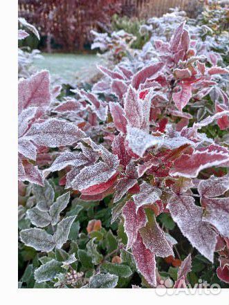 Многолетние растения Магония падуболистная