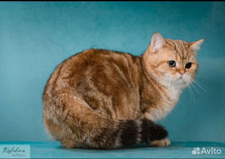 Мраморный особенный золотой котик