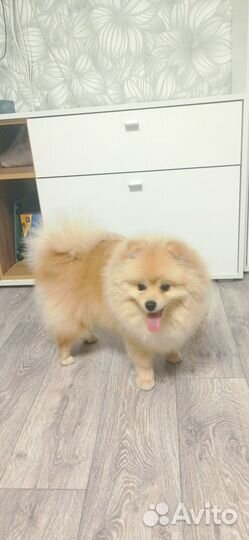 Померанский шпиц вязка кобель