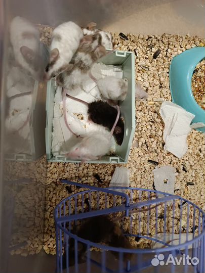 Мышь тексель кудрявые