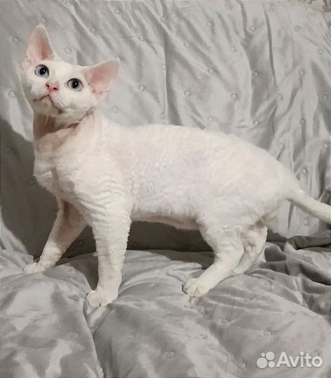 Девон-рекс кот