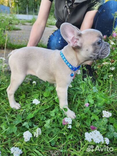 Шикарные детки французики