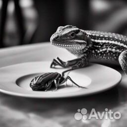 Живые Кормовые насекомые: сверчок, тараканы