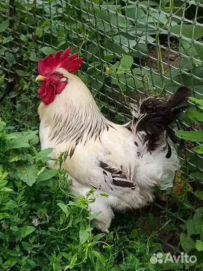 Продам петуха