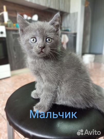 Шотландские котята