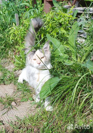 Кошки мейн-кун