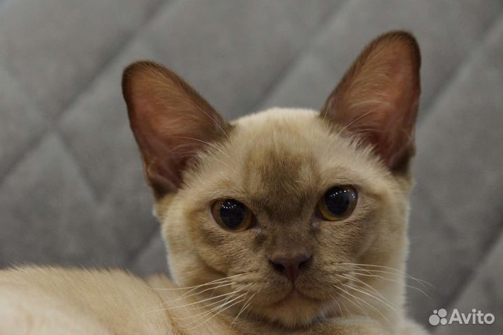 Ласковый бурманский котенок