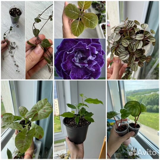 Комнатные растения