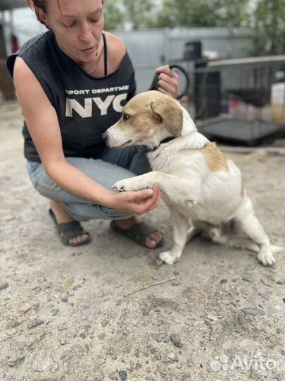 Собака из отлова в добрые руки