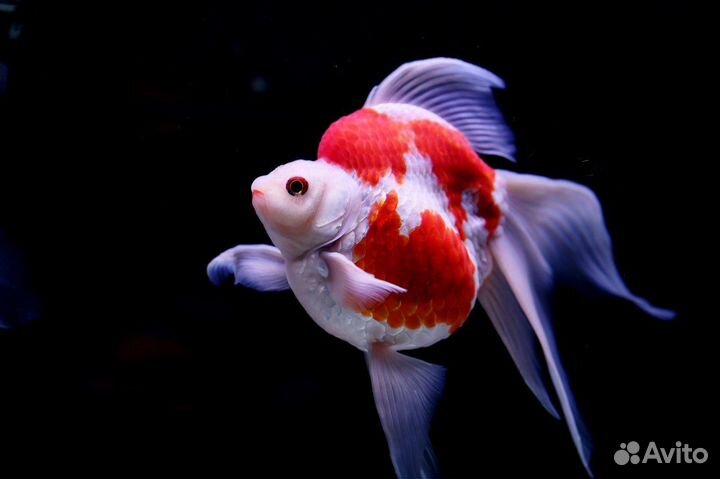 Аквариумные рыбки