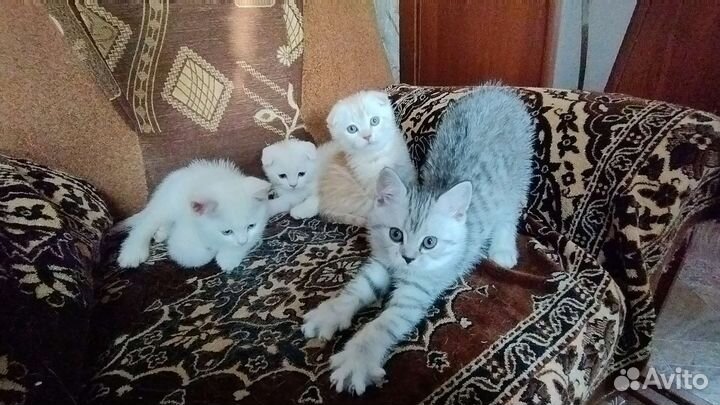 Британские котята