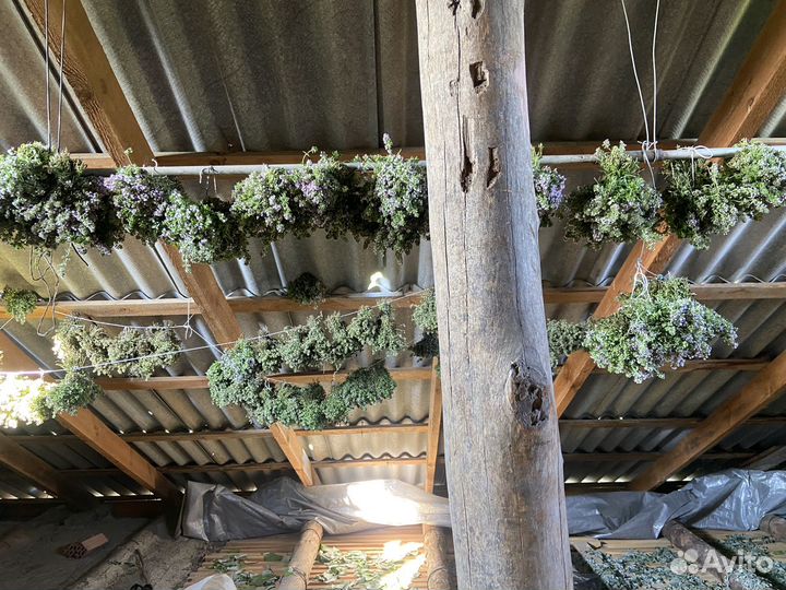 Лечебные травы