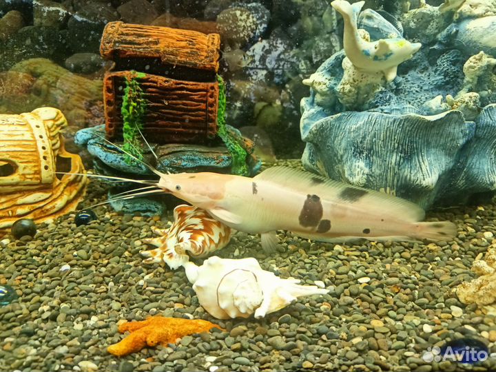 Сом клариус