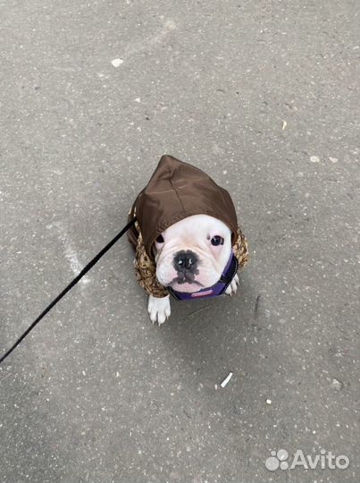 Одежда для собак