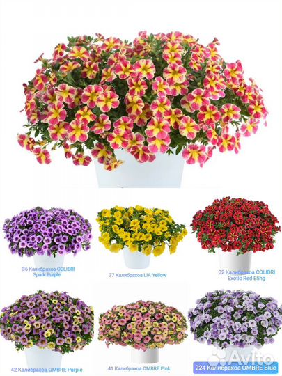 Вегетативные черенки