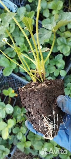 Саженцы клубники