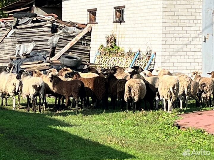 Продам ярок