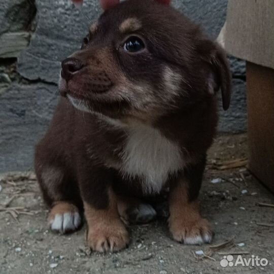 Отдаю щенков в хорошие руки