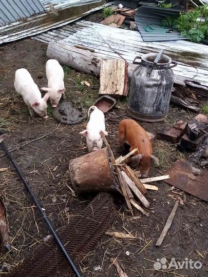 Поросята ландрас дюрок