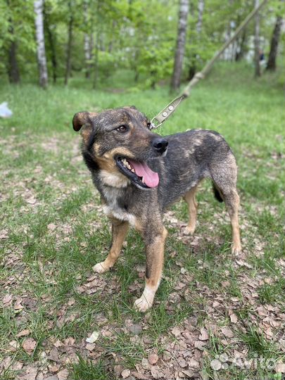 Кузя ищет дом, пристраивается в добрые руки
