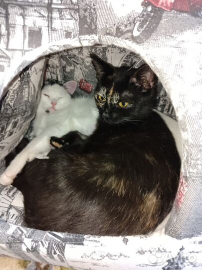 Кот и 2 кошки стерильные в добрые руки