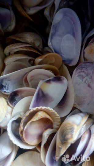 Морские ракушки