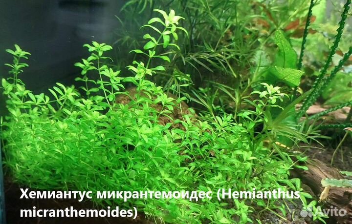 Аквариумные растения