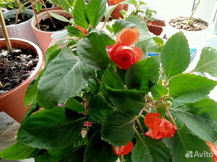 Махровый бальзамин