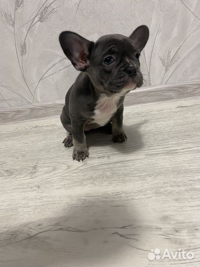 Французский бульдог щенки лиловые