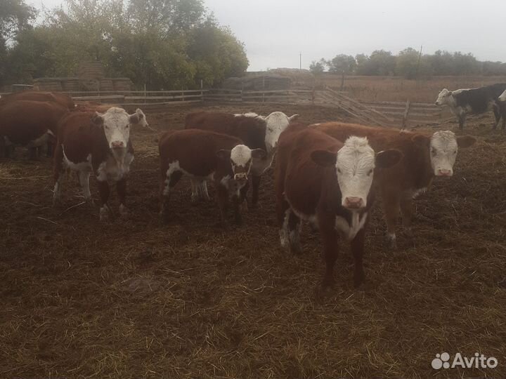 Бычки и телочки 4-7м