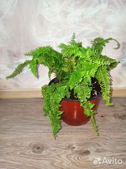 Папоротник