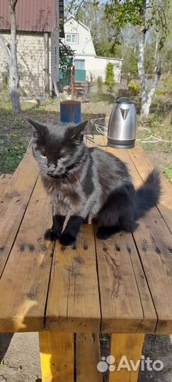 Кошечка мышеловка