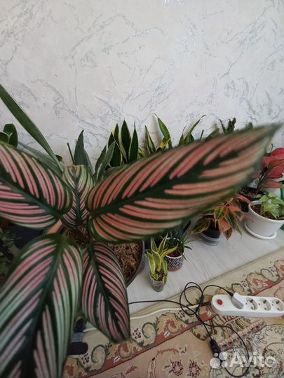 Калатея white стар