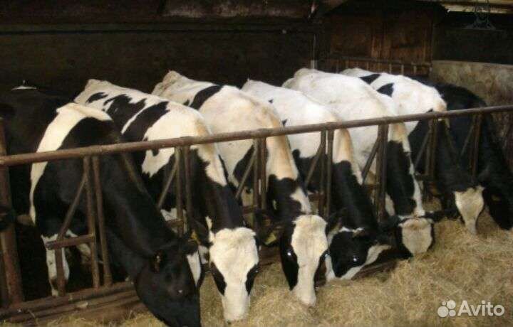 Бычки и телята