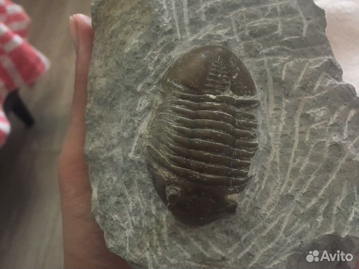 Большой трилобит