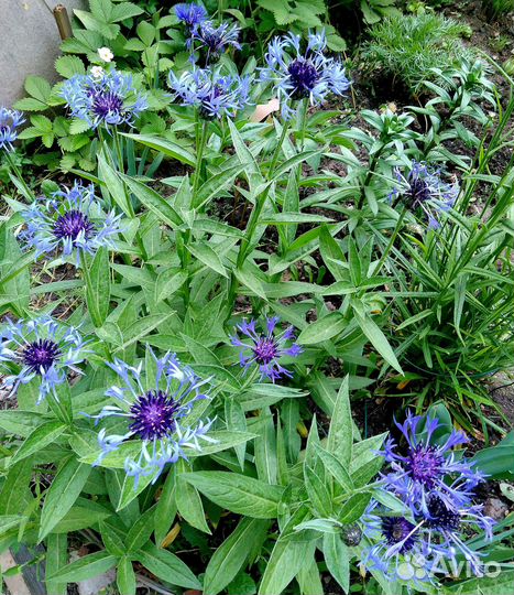 Фиалка уличная, васильки, Купена