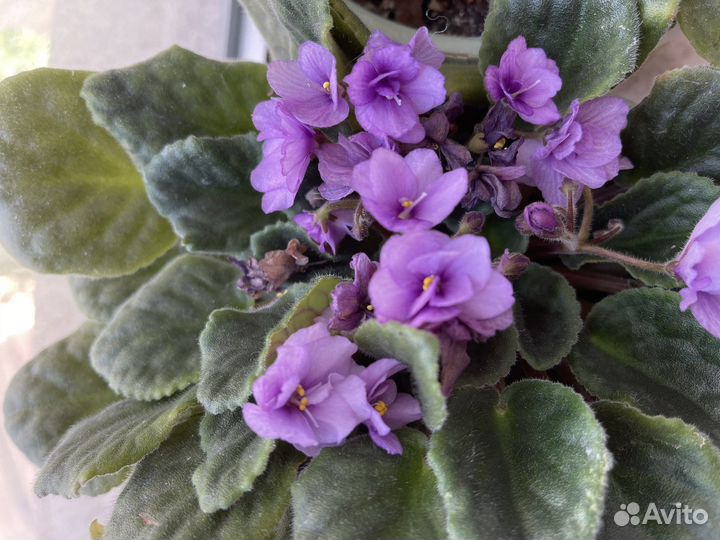 Герань пеларгония