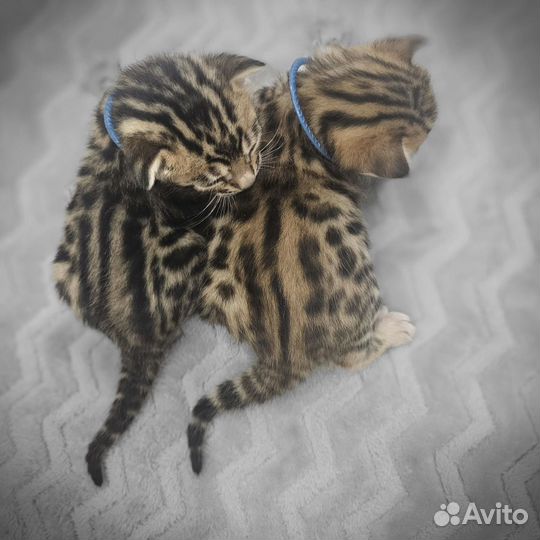 Котята бенгалы девочки и мальчики