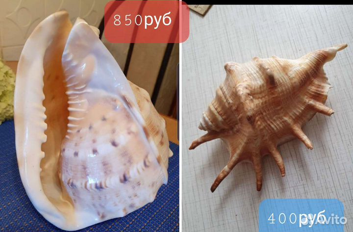 Ракушка морская