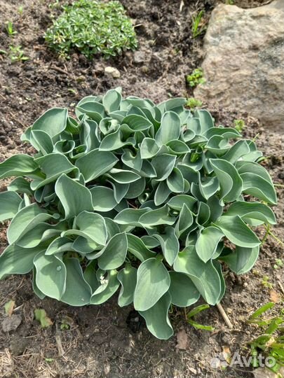 Хосты в ассортименте