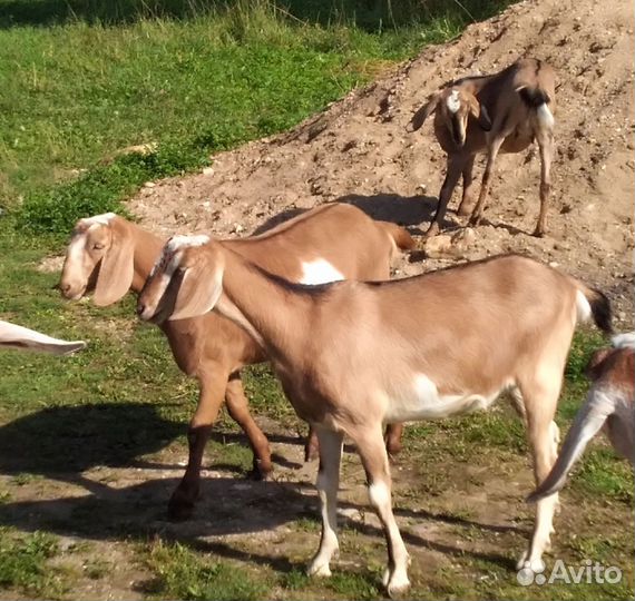 Молодые козочки, козлы