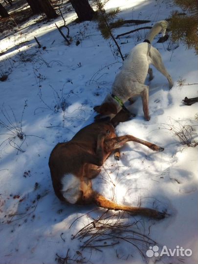 Щенки русской пегой гончей