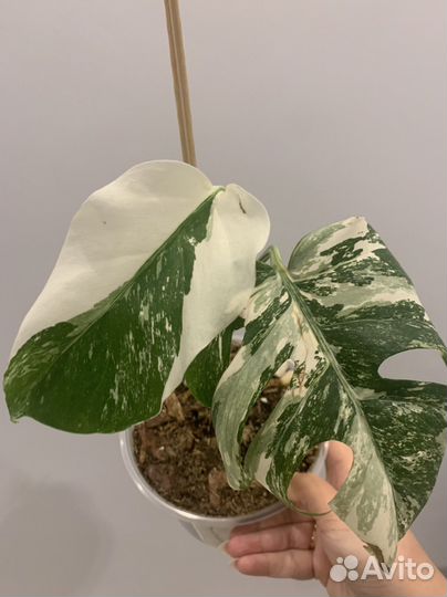 Монстера вариегатная альба