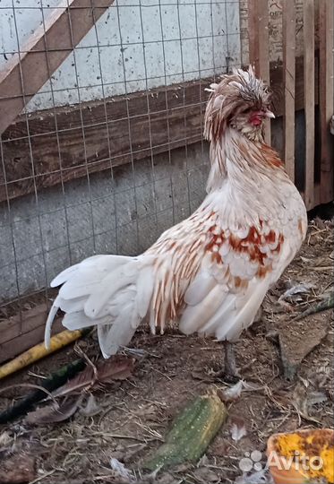 Куры молодки несушки