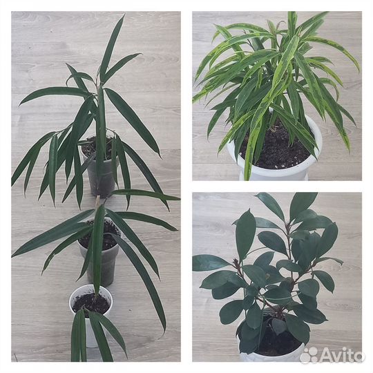 Сортовые фикусы