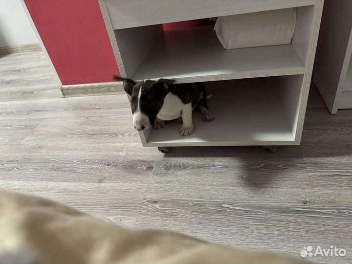 Миниатюрный бультерьер девочка