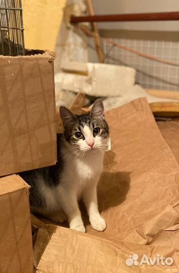 Котенок Снежка, игривая, ласковая. Стерил.Приют