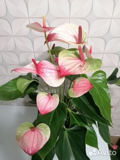 Антуриум мистик 17 горшок